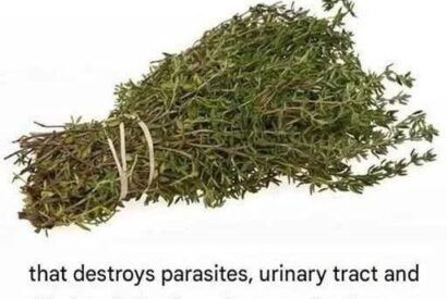 Thumbnail for The Most Powerful Herb for Fighting Parasites, UTIs, Bladder Infections, Herpes, and Flu Viruses: Oregano Oil