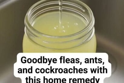 Thumbnail for Eliminate Fleas, Ants, and Cockroaches Effectively with This Home Remedy