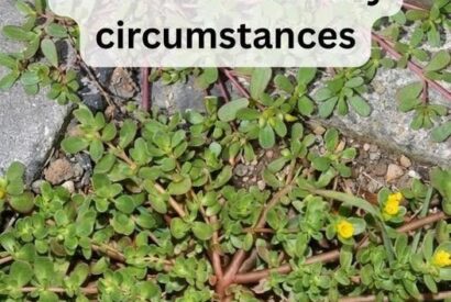 Thumbnail for 8 Reasons to Leave Purslane Growing — The “Weed” That’s Actually a Superfood!